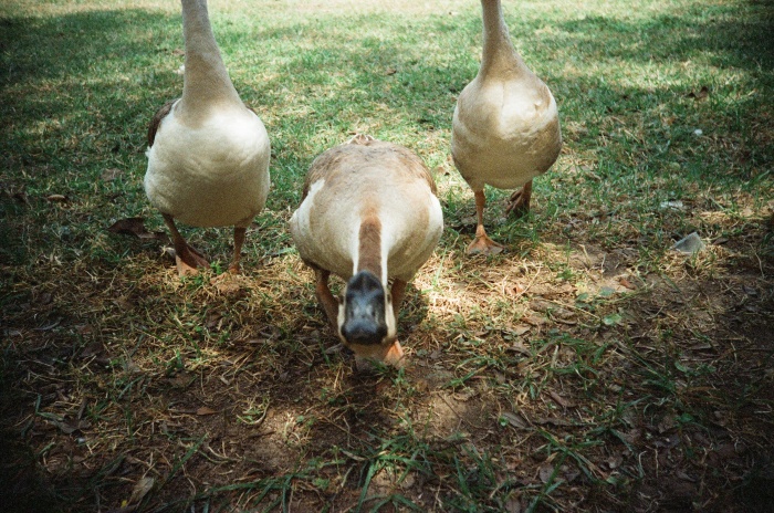Geese Aggresive